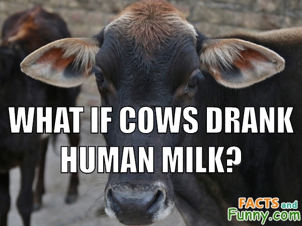 Funny photo of milk, cow and breast.